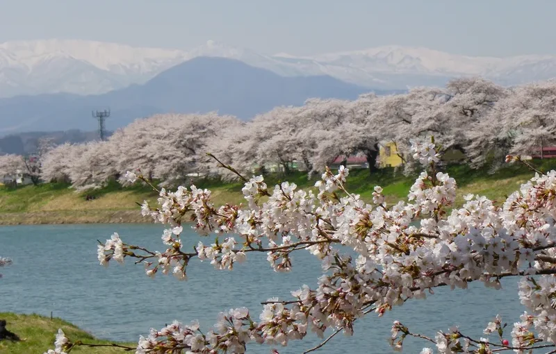 Discover Sakura with Snow walls